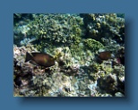 Helengeli 353